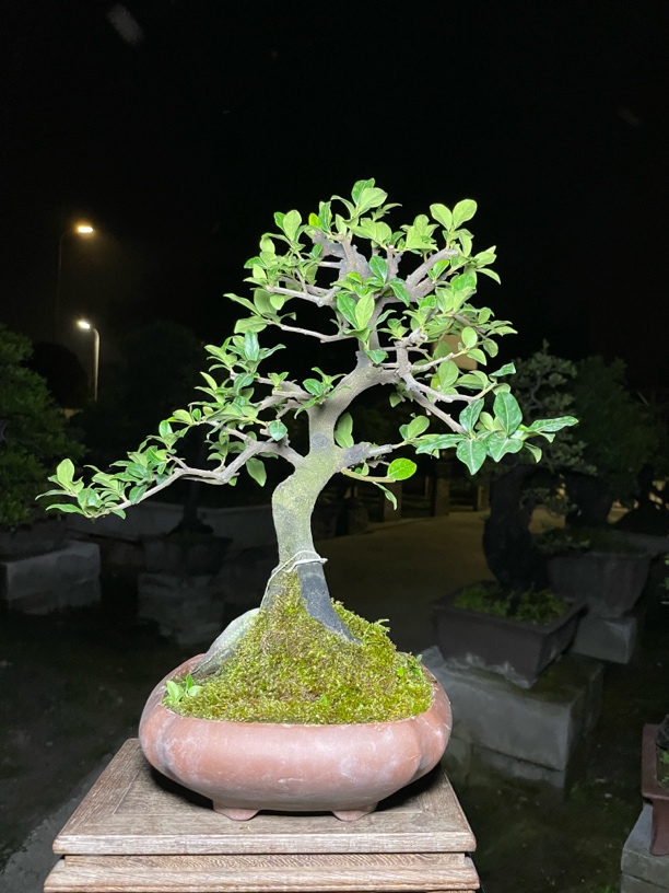 金弹子盆景，直播专用，一物一拍，图片仅供参考，私拍直接发空气给你