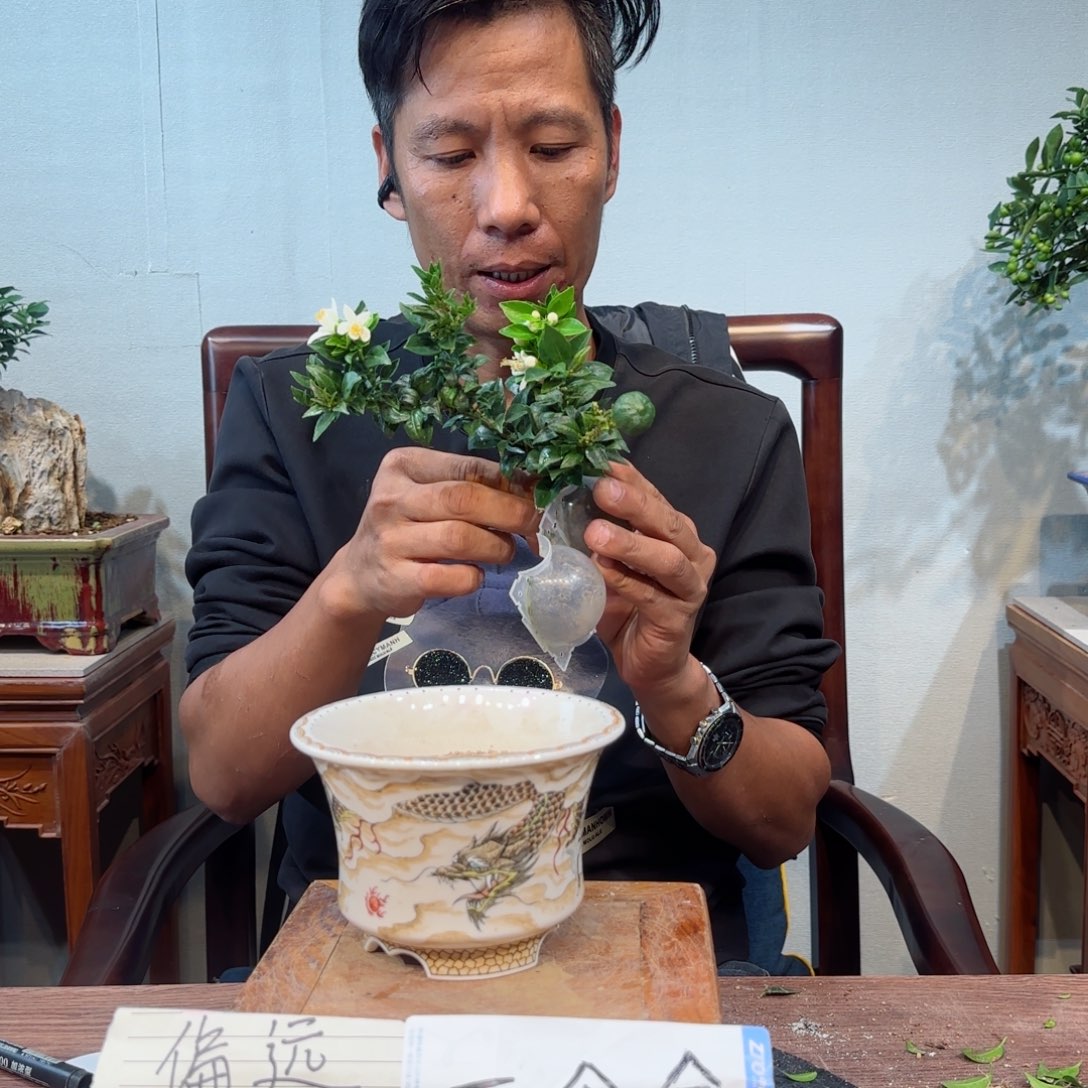 当前无花朵，栽培后可花朵꧁****