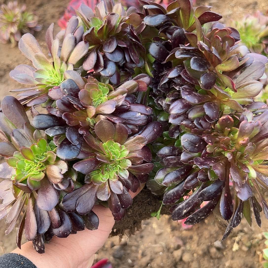 多肉植物多肉植物