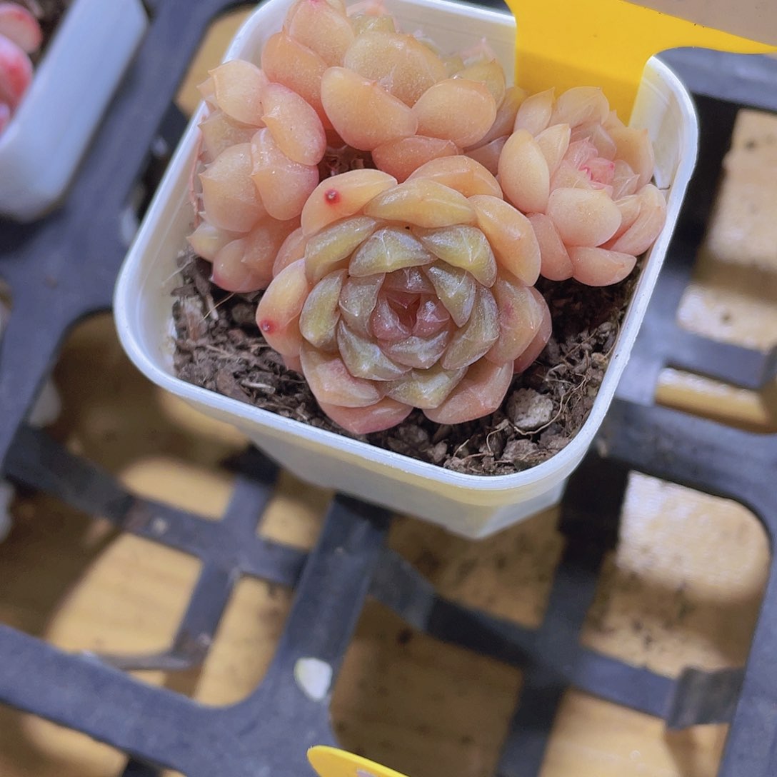 285号 糖心彩色恋人群