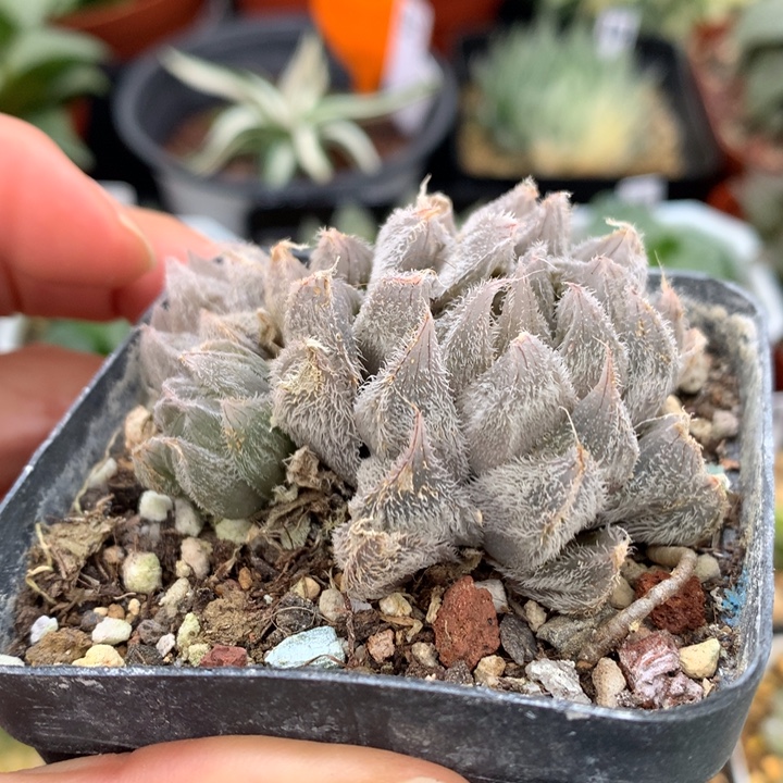 麦***萌毛玉露，带盆土发货