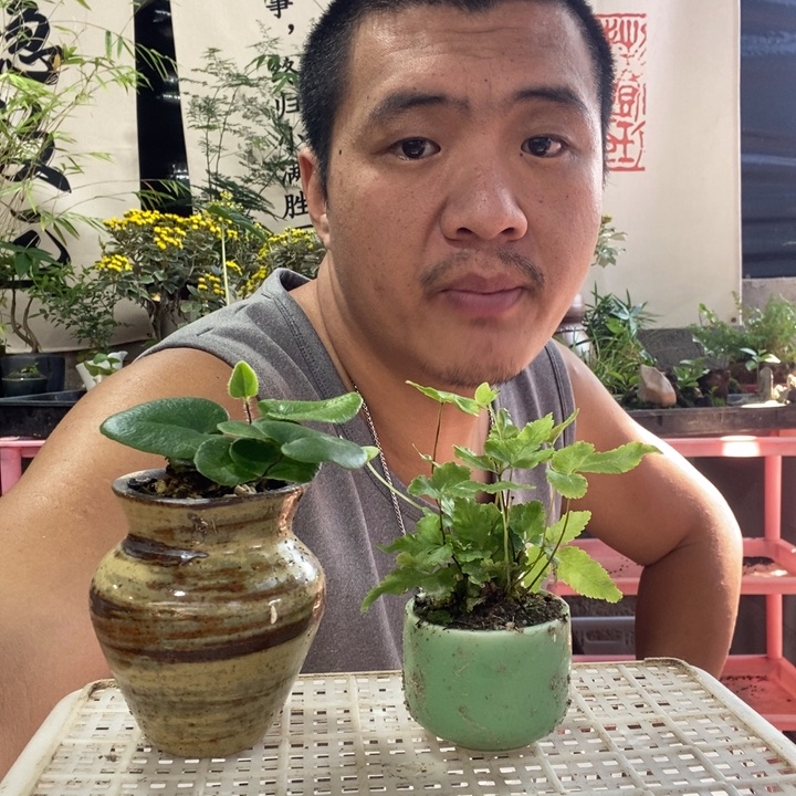 以实际为准盆景盆栽绿植花卉20
