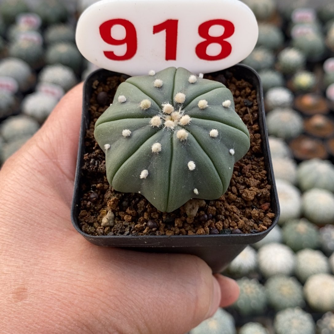 918指纹琉璃海星福利