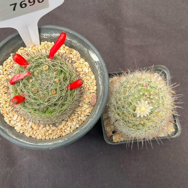 7680乳突两棵实生裸根发