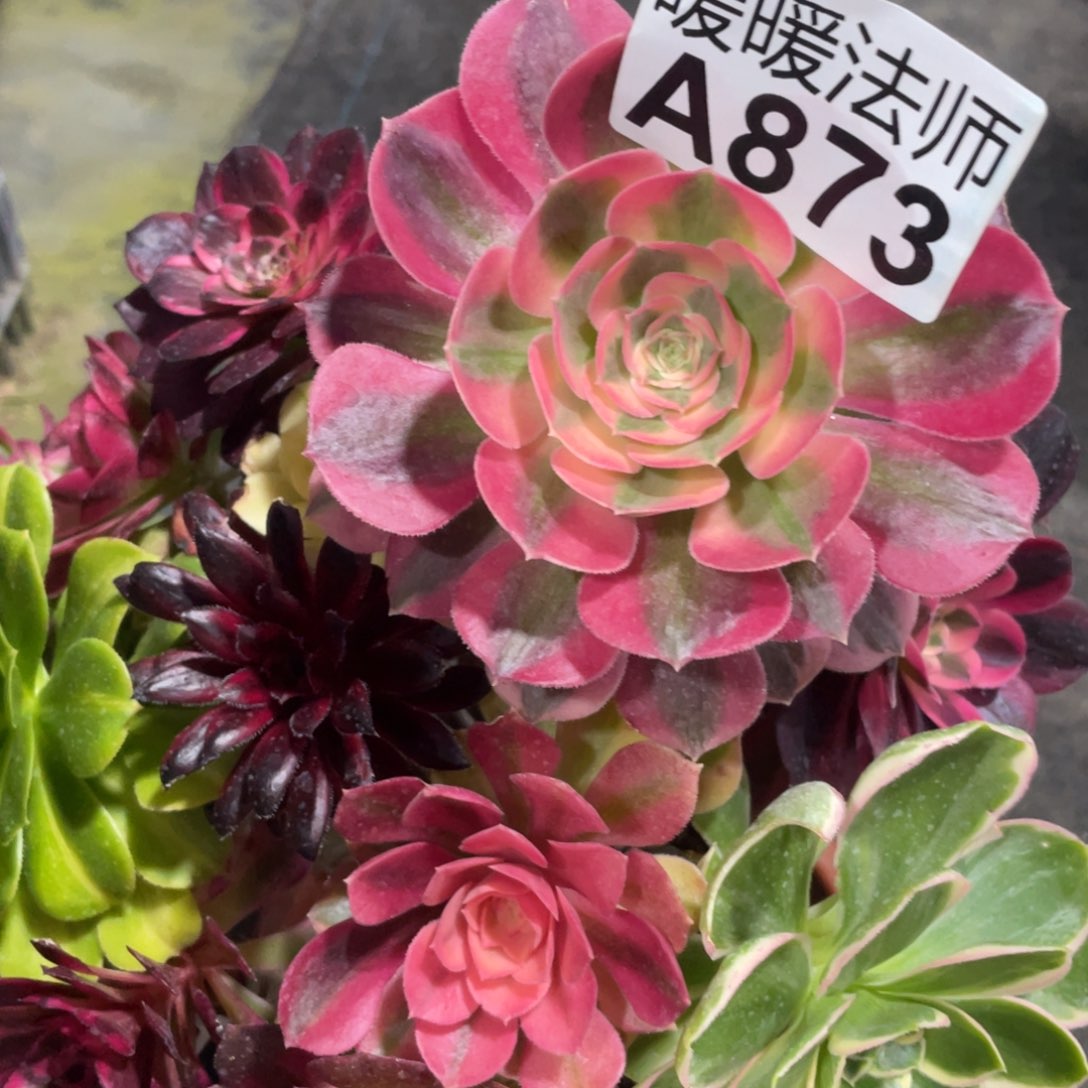 紫砂茶杯旧**心873个哥哥哥哥哥哥好