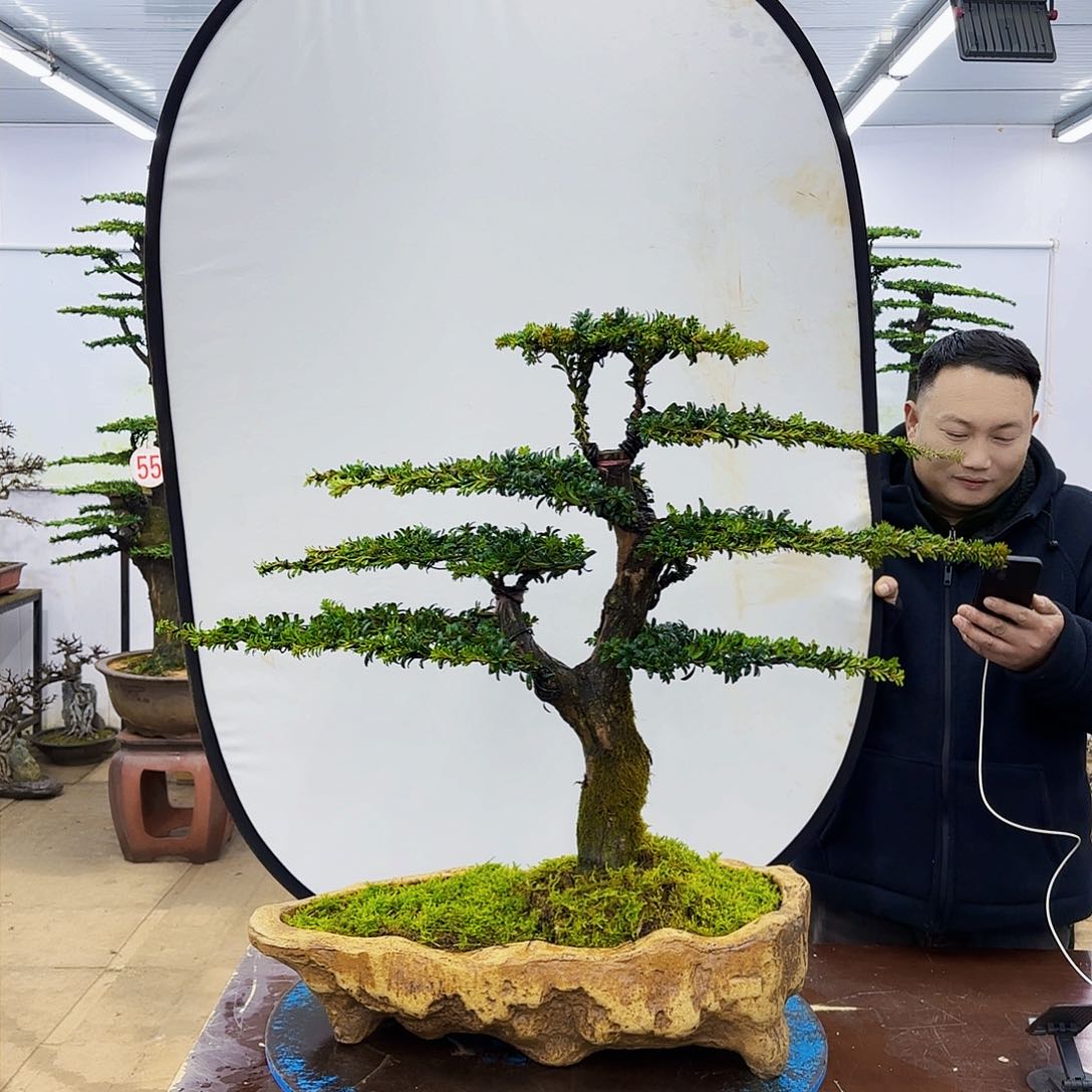 盆景欢迎大家一起来捡漏