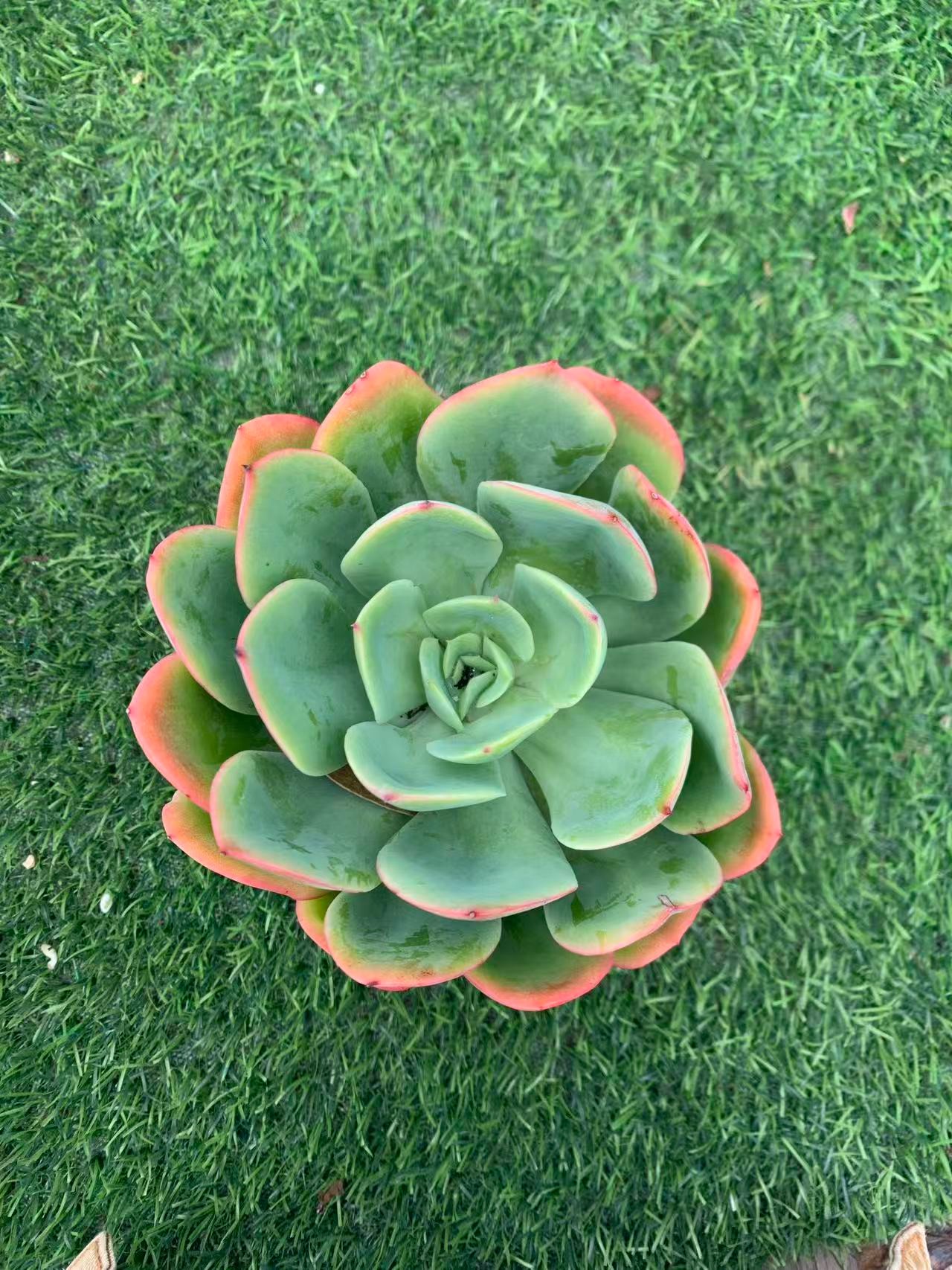 绮罗仙子多肉植物，满9.9包邮，云南军哥基地发货，新手，好养护，耐旱