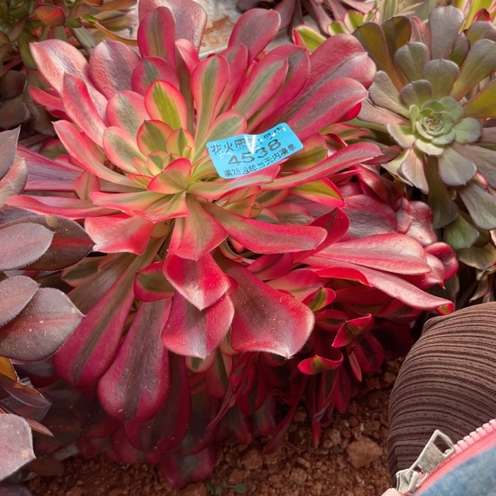 美杜莎4538多肉植物