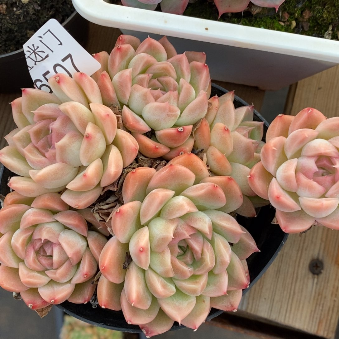 陈***糖杂交精品多肉6507~12厘米