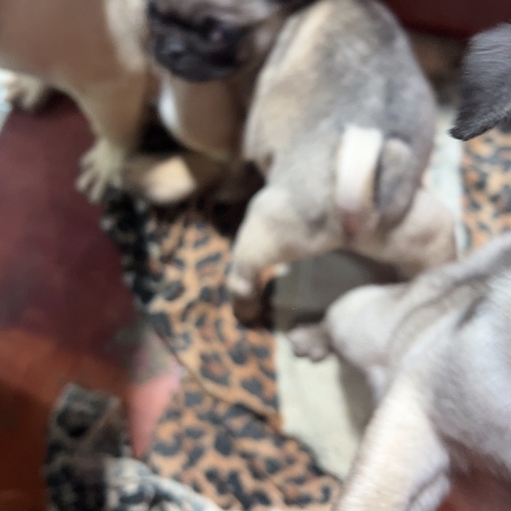 黑***诉巴哥弟弟一个超可爱