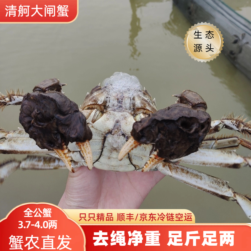 【活蟹】精品大闸蟹全公蟹3.7-4两8只装送2只到手10只螃蟹现货现发