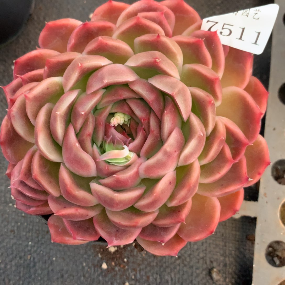 7511杂交多肉植物