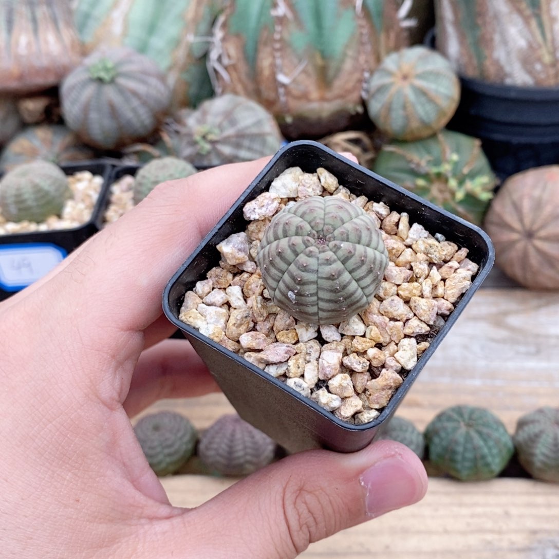 欧系实生布纹球多肉植物