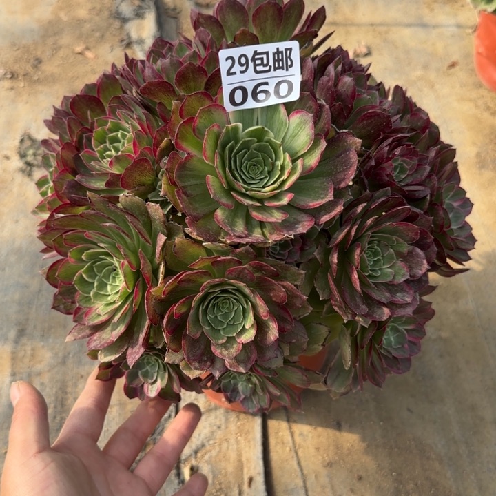 莲花……多肉植物……
