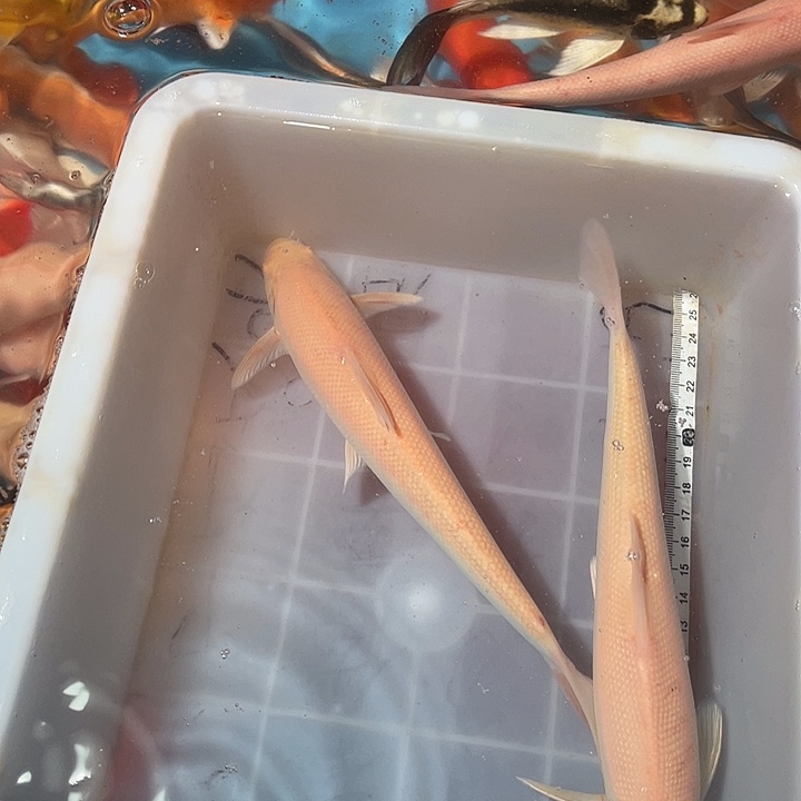 蝴蝶鲤鱼渔场直发149