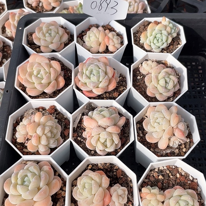 薇薇安园艺多肉0893