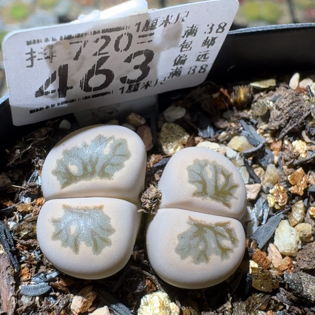 Sss清仓便宜出463晕染