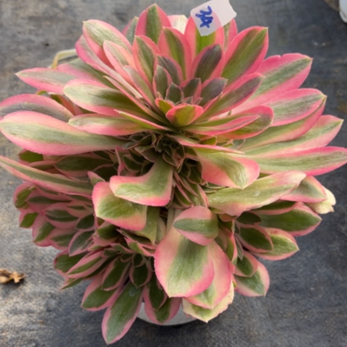 【闪购商品】34粉女巫多肉法师