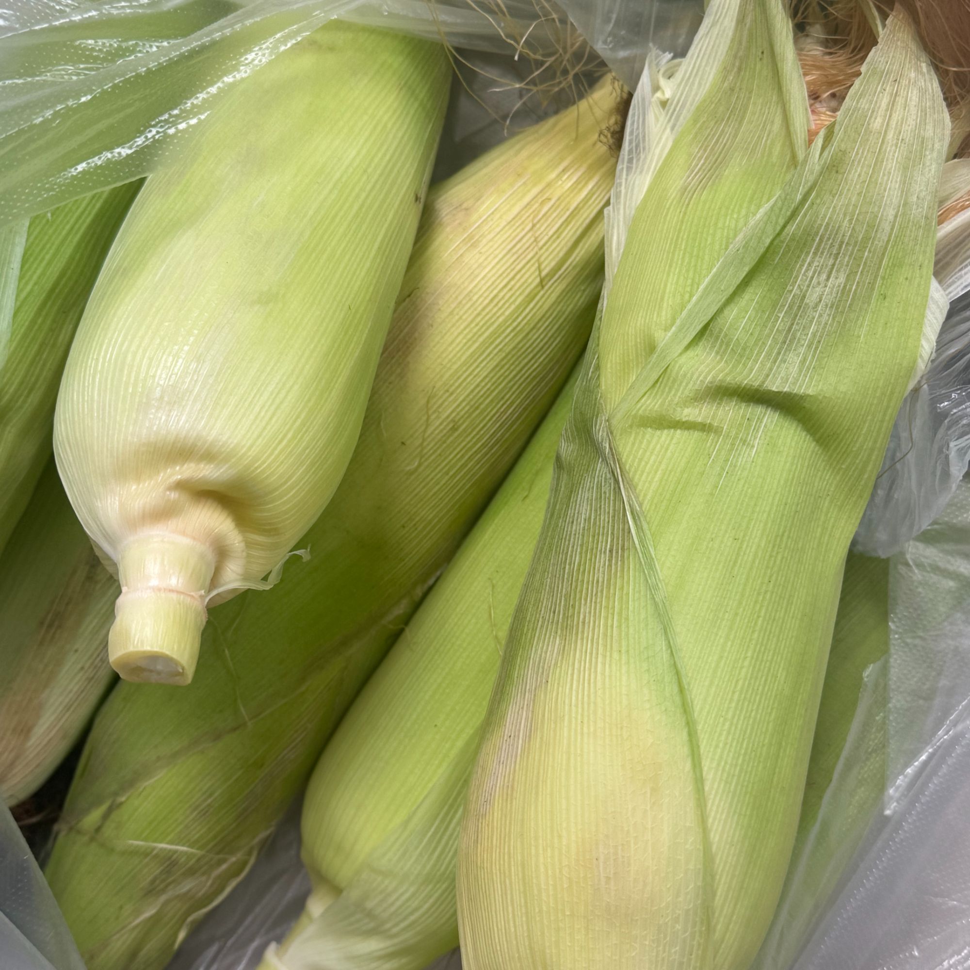 农家现摘白甜糯玉米棒带壳带叶新鲜当季露天种植