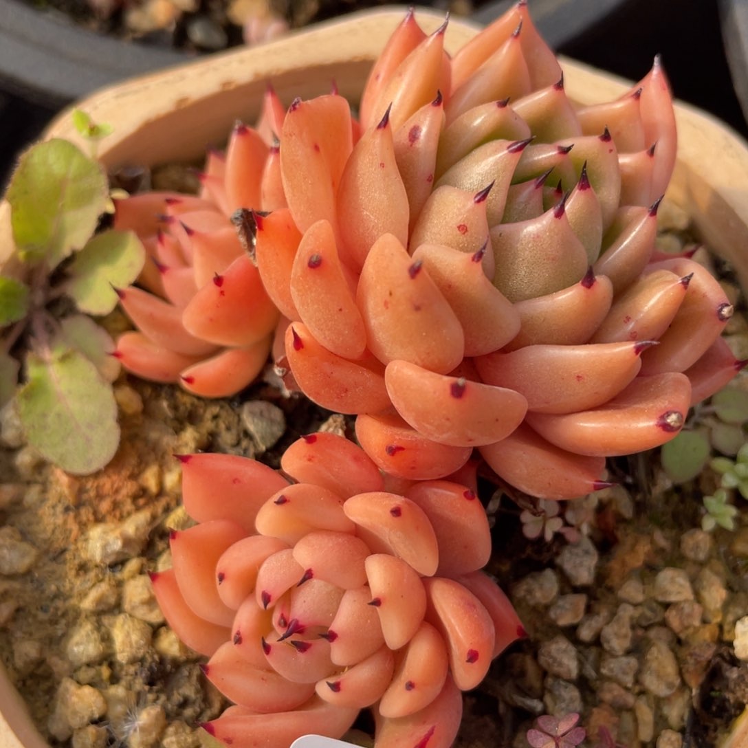 224小东云多肉植物老桩