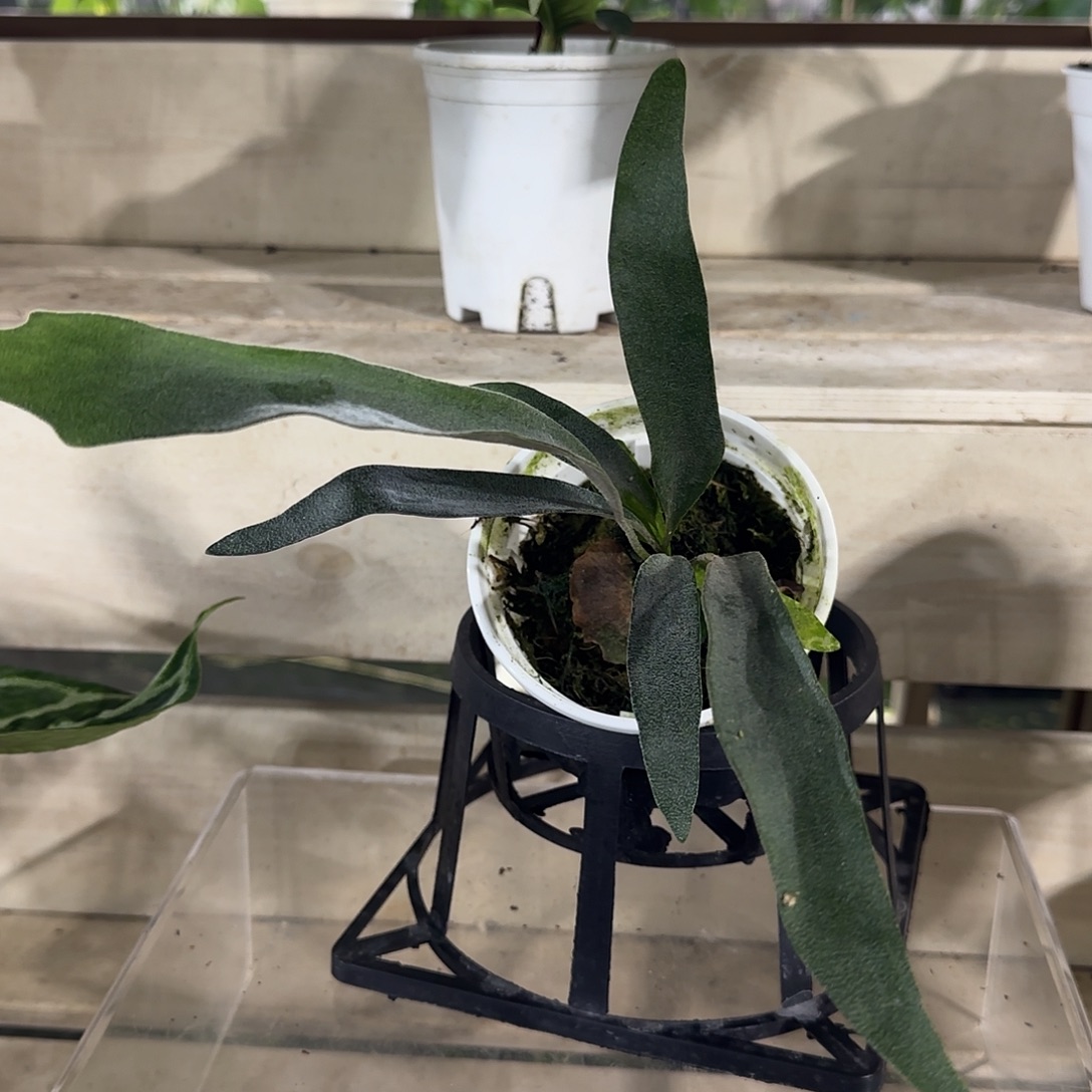 无花朵雷电鹿角蕨