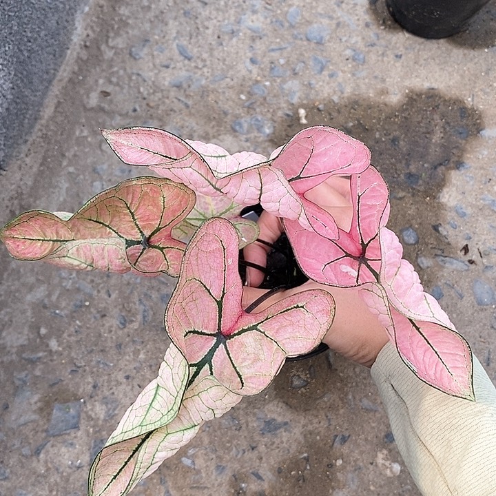 25-0205 泰国彩叶