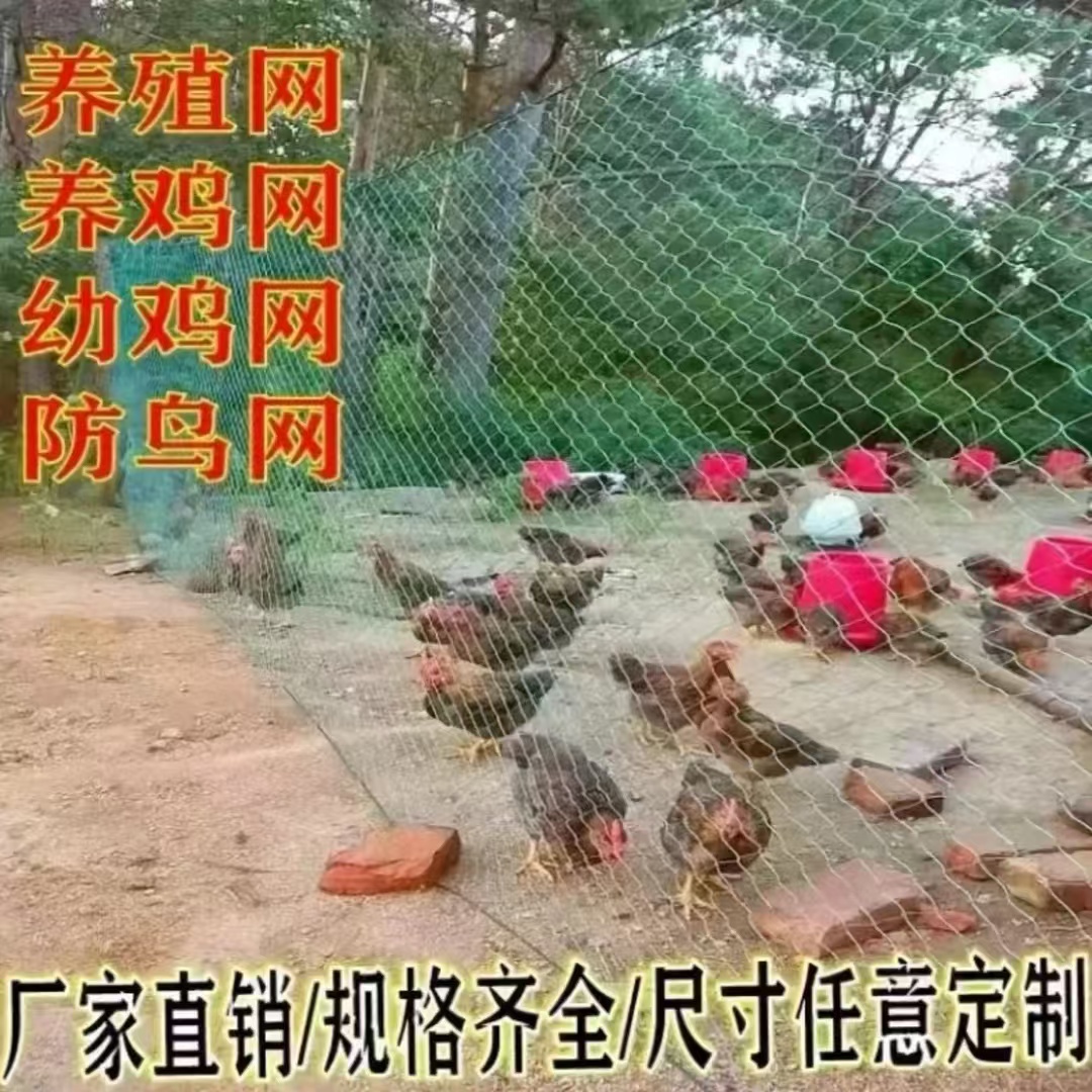 五黑鸡专用养殖网养鸡网养鸽网防鸟网
