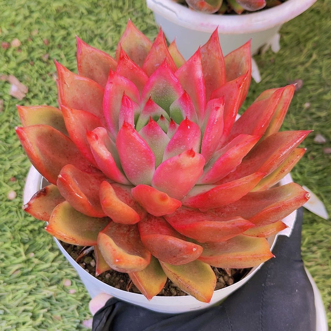 弗兰克13公分999988989