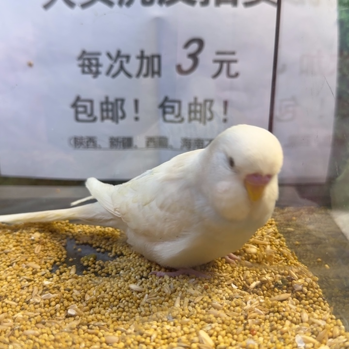 虎皮鹦鹉大头虎皮鹦鹉