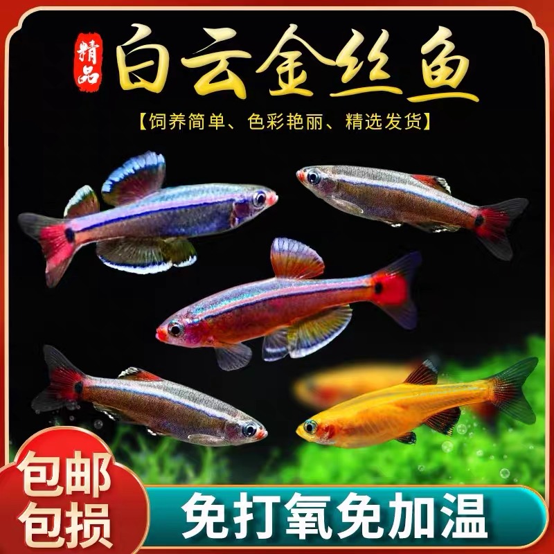 白云金丝鱼小型冷水观赏鱼好养易活冬天不加热能群游