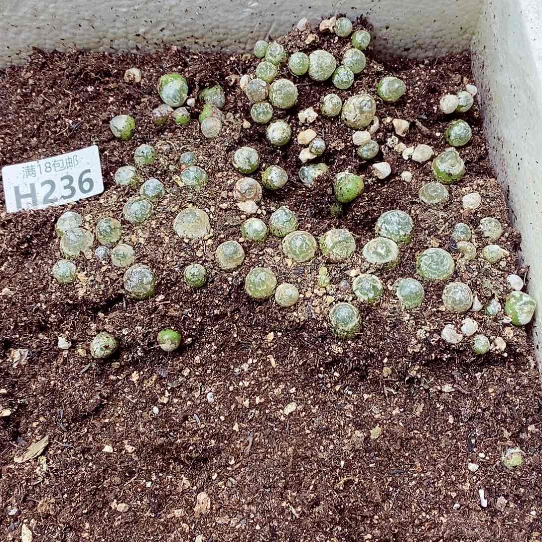 命***定236呃呃呃呃呃呃呃呃呃呃呃呃