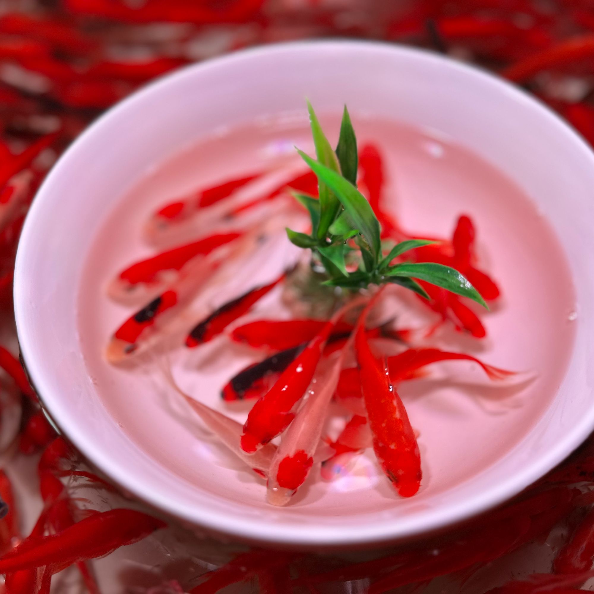 【直播间下单】精品草金鱼5-7公分好养25条，不指定混搭发货全国包邮