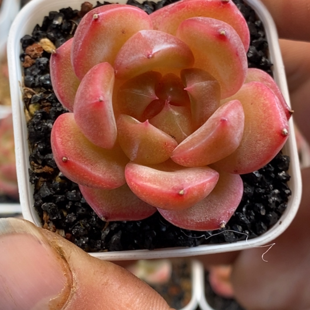 天官赐福百无禁忌