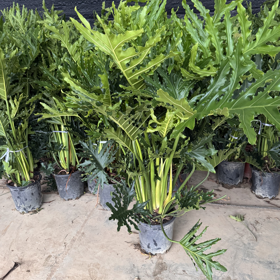 特大盆龙鳞春羽绿植盆栽吸甲醛净化空气