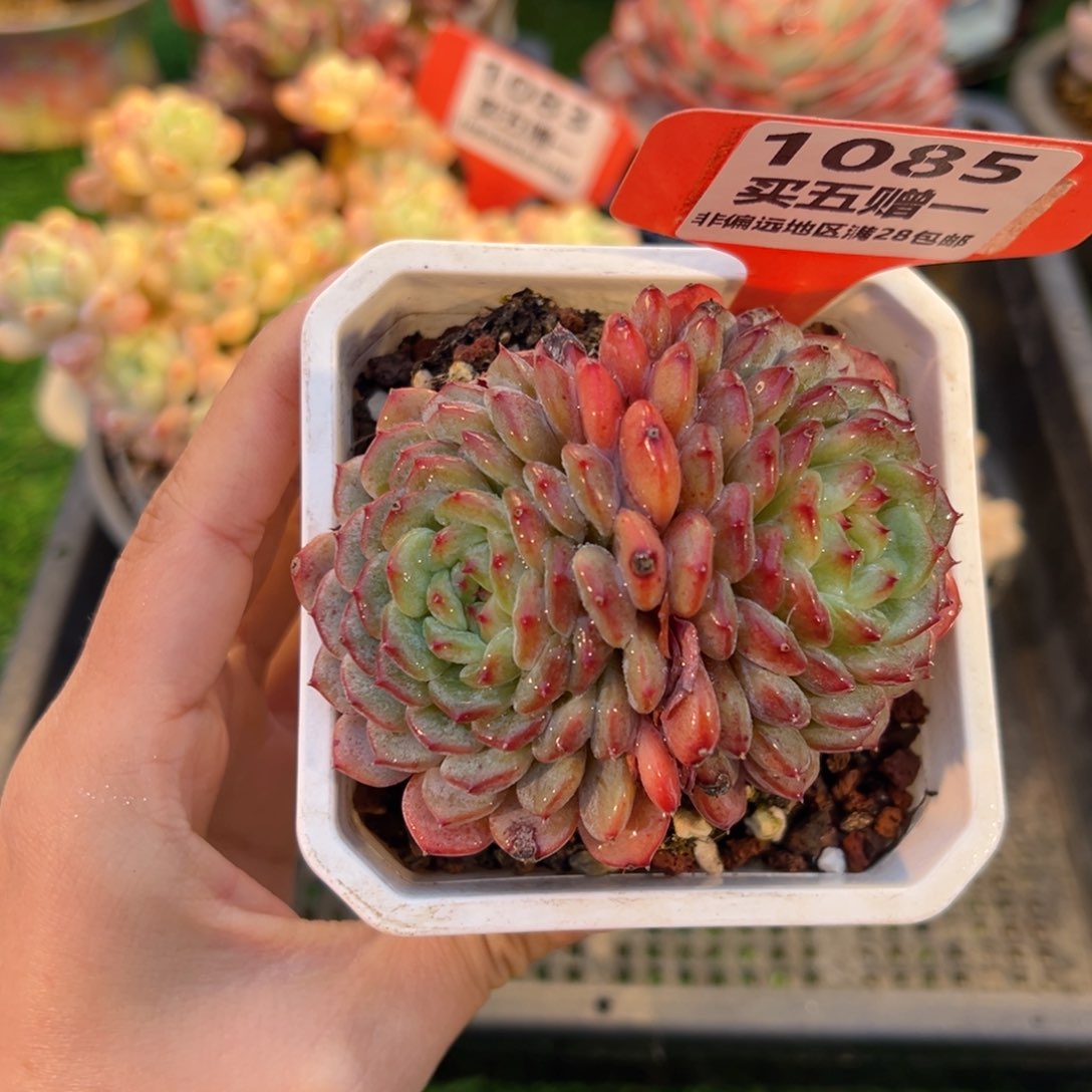 表妹精品多肉1085.