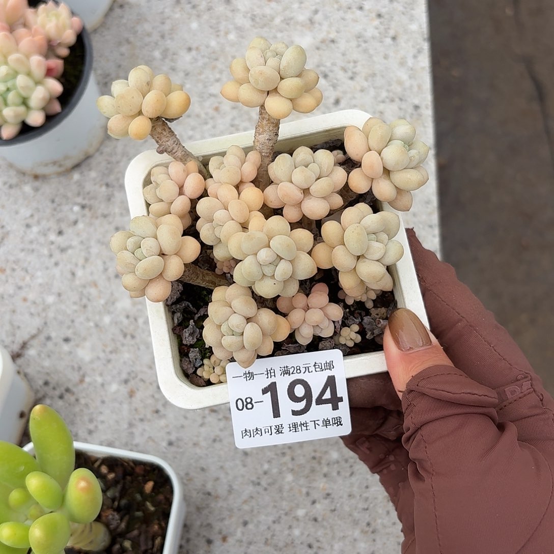 洛可可多肉无盆土发货无盆