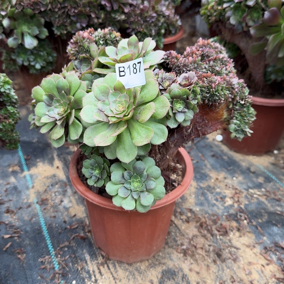 187万缀朵朵一颗呀呀