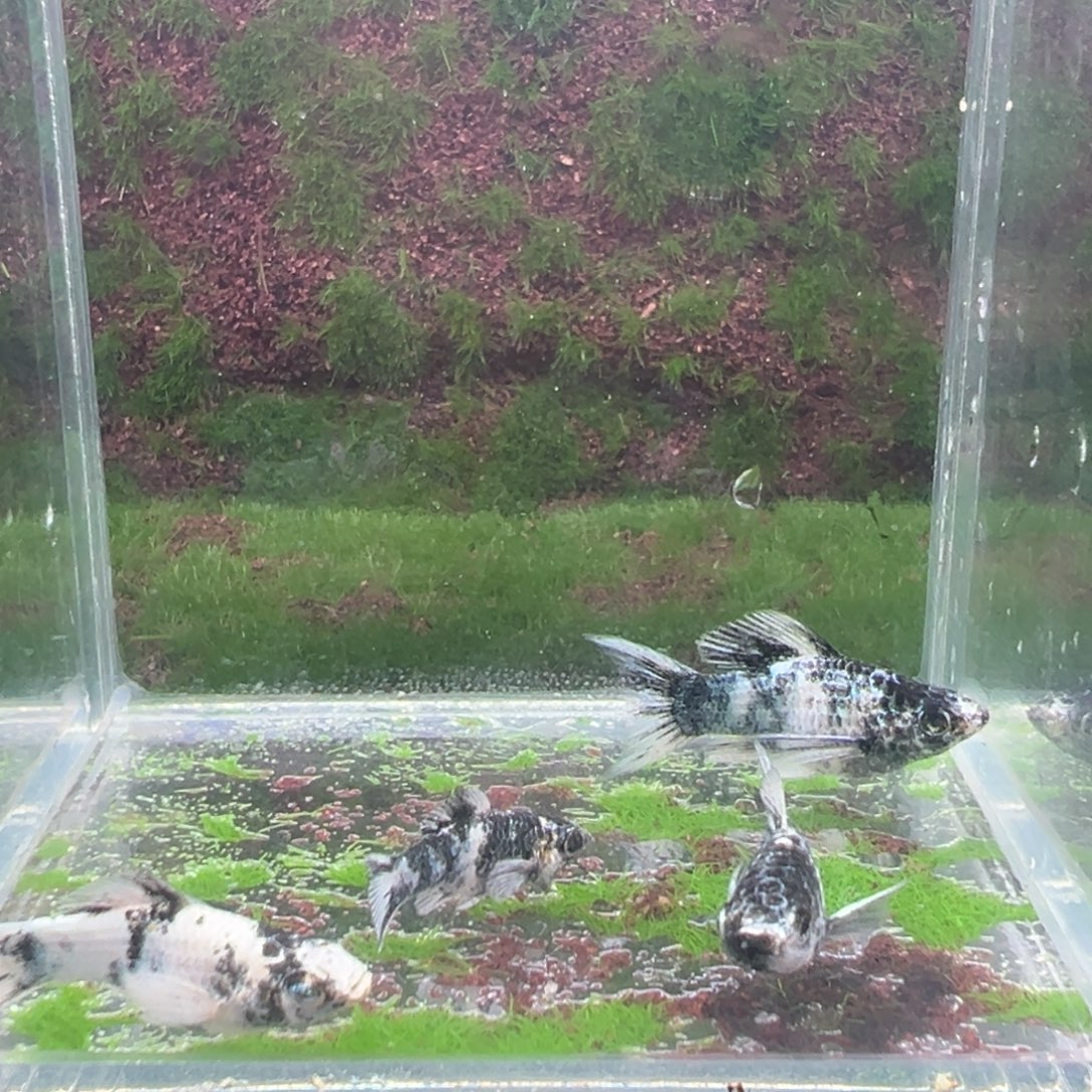 黑玛丽鱼玛丽苗子4条