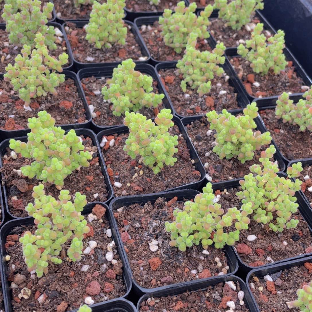量拍58号 蜜橘枝干小树造型老桩群一个