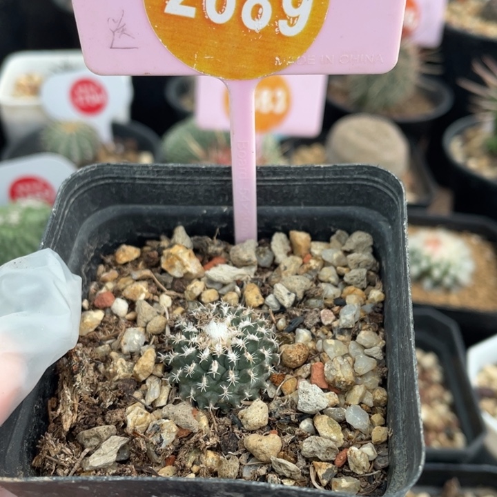 实生海胆娇丽26890000