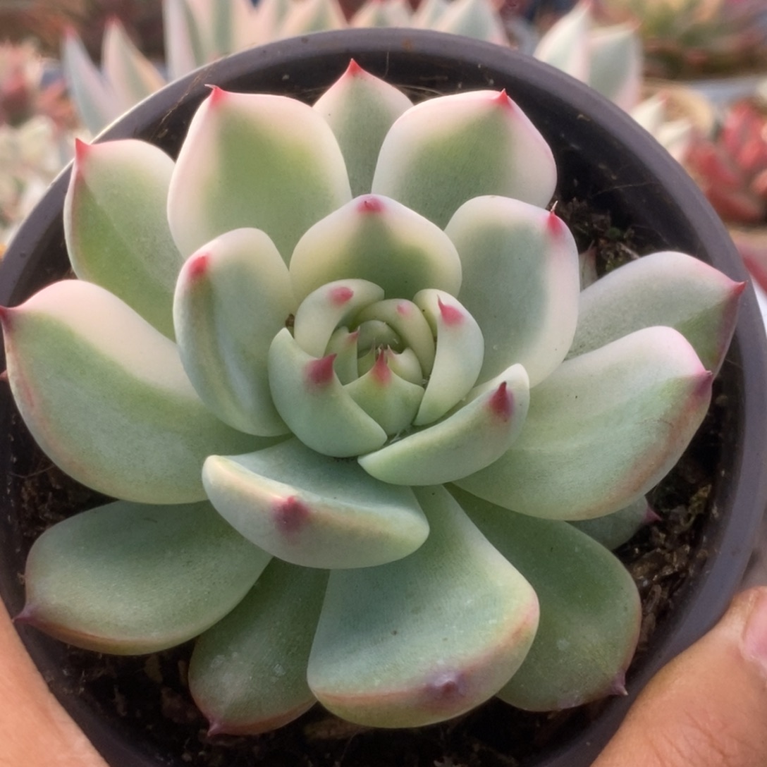 452锦锦锦锦锦锦锦锦锦