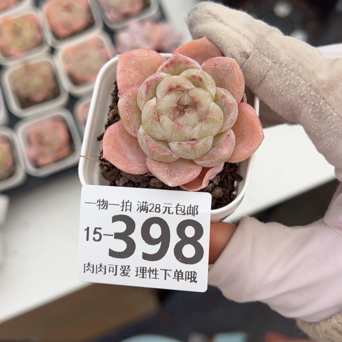 奶盖多肉多肉多肉多肉