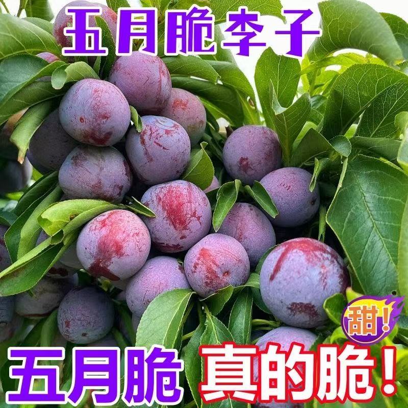 正宗四川五月脆新鲜应季脆甜多汁水果3/5斤装产地直发M