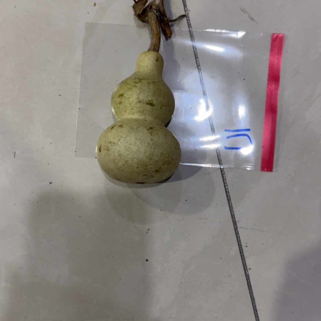 古***酒青皮不包成青皮不包成