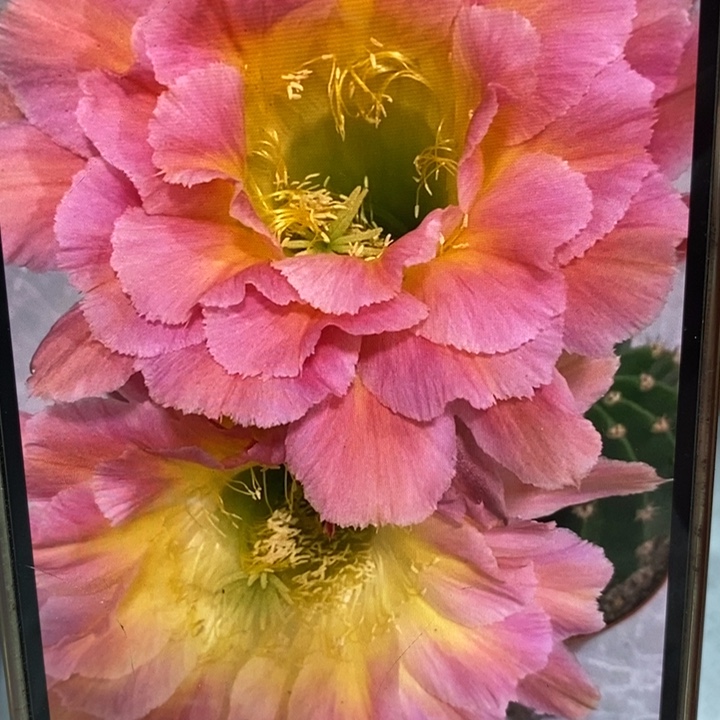 彩草星火6.7公分左右