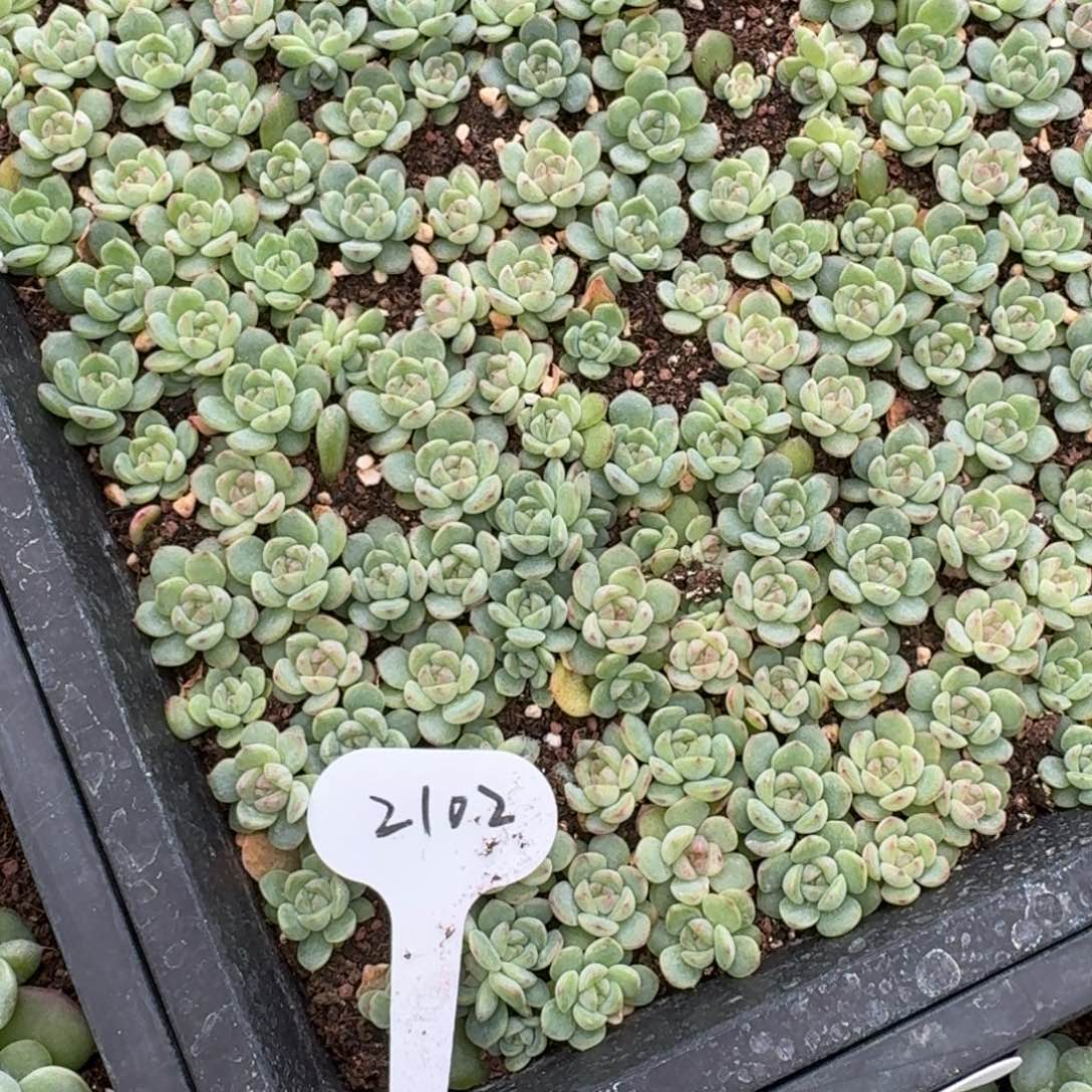 如图麦芽糖102号叶插随机3个不售后