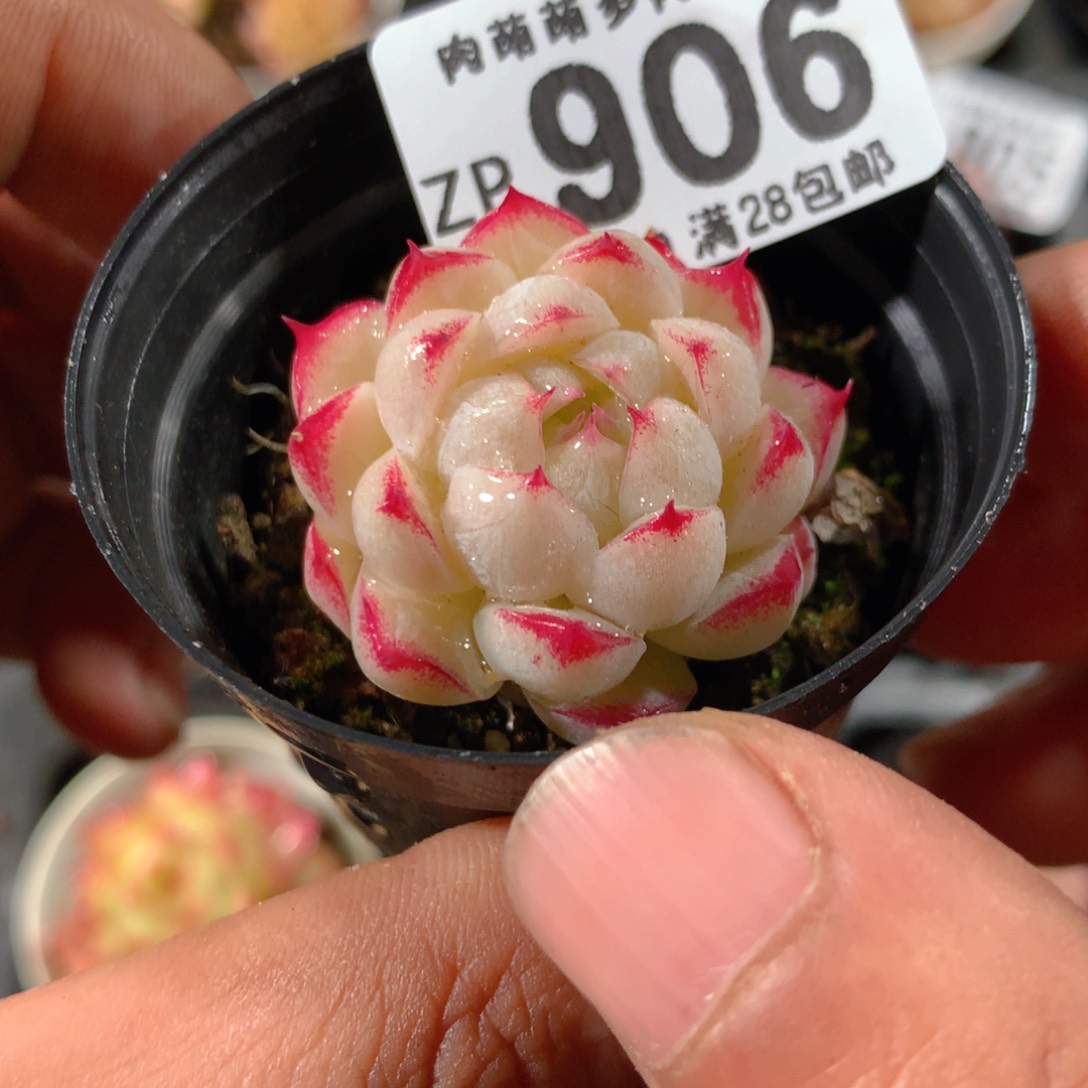 5CM拇指盆精控多肉ZP906