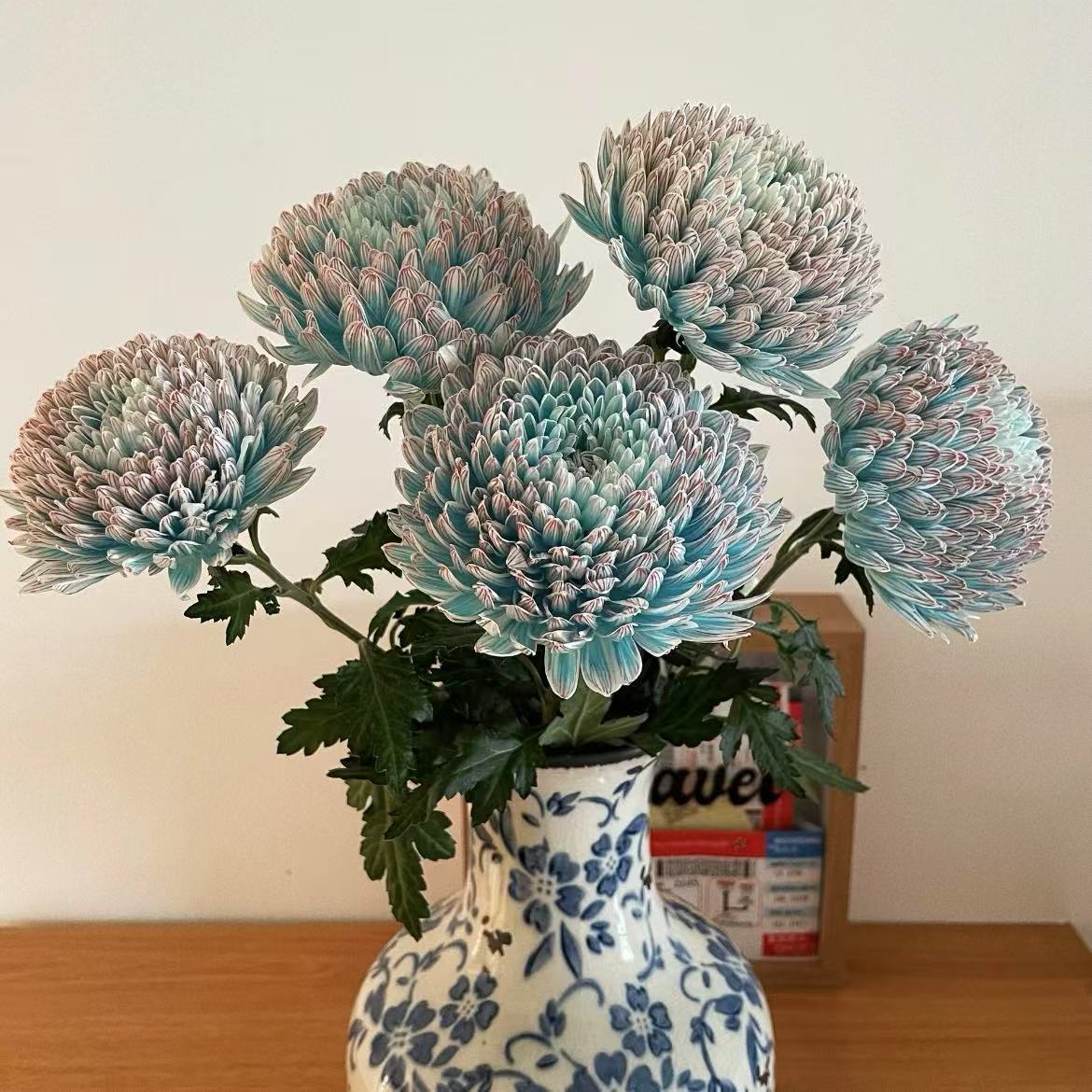 【牡丹菊】云南鲜花基地直发一单包邮超长花期居家插花青花瓷牡丹菊