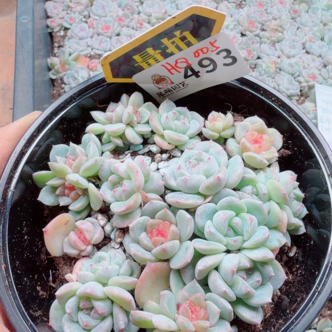 多肉植物多肉植物