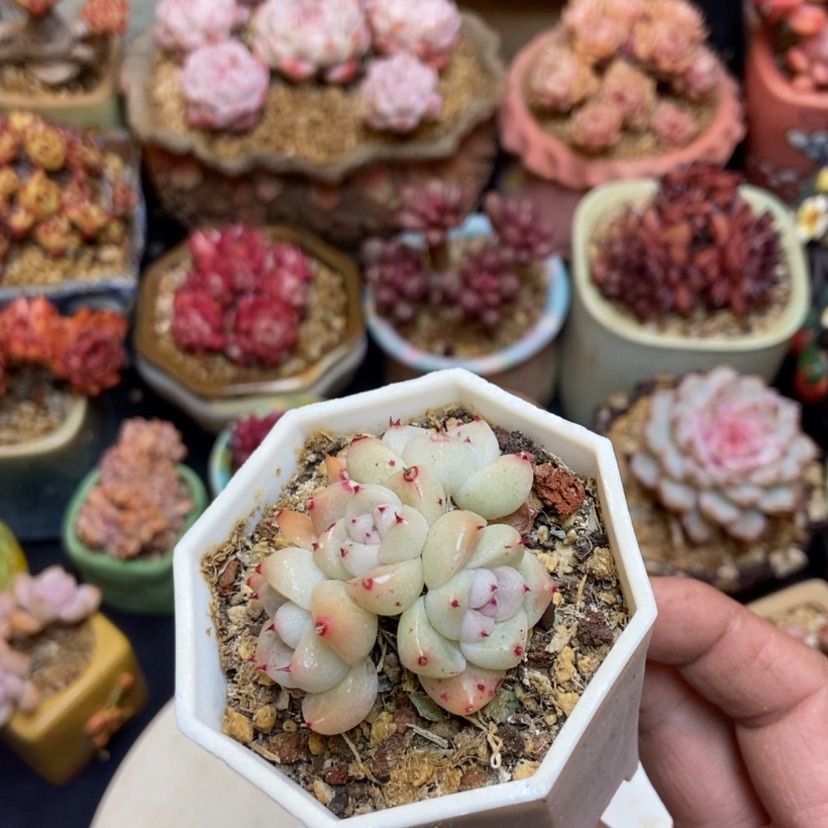 【闪购商品】如梦令